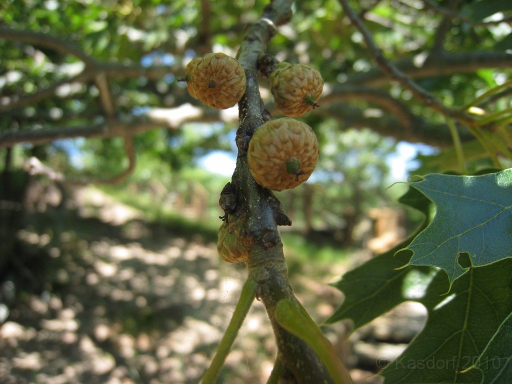 Michigan TC 2010-07 0465.jpg - Someday these too may become mighty Oak trees.